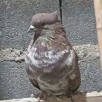 گرگی شمرون نر کهنه مناسب جوجه کشی