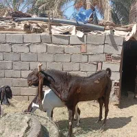 نری کاموری اصل درشت ( گوسفند بز )