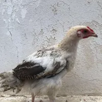 نیمچه دورگ‌‌مرغ‌وخروس|حیوانات مزرعه|رشت, یخسازی|دیوار