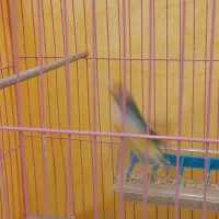 جفت فنچ گلدین زیبا|پرنده|داران, |دیوار