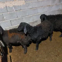 بره نر قره قزل افشاری|حیوانات مزرعه|آذرشهر, |دیوار