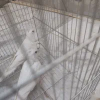 عروس هلندی و|پرنده|سراوان, |دیوار