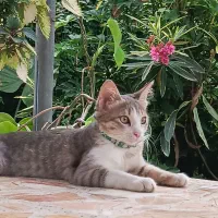 گربه|گربه|خرمآباد (تنکابن), |دیوار