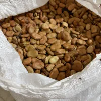 بذر باقلا هیستال درجه یک|گل و گیاه طبیعی|گرگان, |دیوار