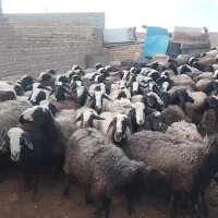 باسلام تعداد صد رس میش اصل شال همه بره دار