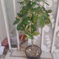 گل وگیاه
