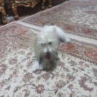 سگ خانگی فروشی
