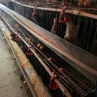 قفس منبری مرغ|لوازم جانبی حیوانات|تهران, بریانک|دیوار