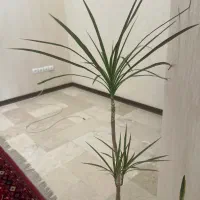 گیاه طبیعی دراسنا با گلدان و با جوانه ی تازه|گل و گیاه طبیعی|تهران, صادقیه|دیوار