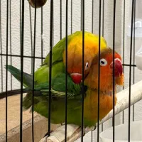 جفت کوتوله یووینگ پارگریین اوپلاین مولد با ۷ تخم