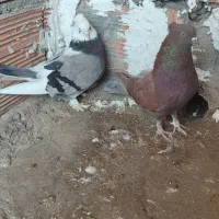 کبوتر|پرنده|خان ببین, |دیوار