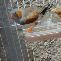 یک جفت  فنج  خارجی یا کینگ رو تخم