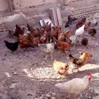 ۵۰تا مرغ طاقچه تخم گذار