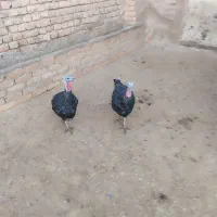 بوقلمون|حیوانات مزرعه|اسفراین, |دیوار
