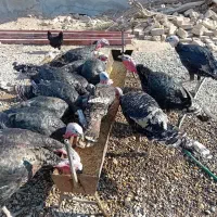 بوقلمون نر کار|حیوانات مزرعه|قمرود, |دیوار