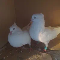 سفید اراکی درجه یک اصیل