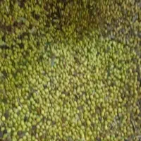 فروش روغن زیتون اصل رودبار