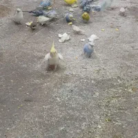 مرغ عشق معمولی و پروانیی|پرنده|بندر ماهشهر, |دیوار