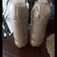 بذر سفید گوجه ای درجه یک