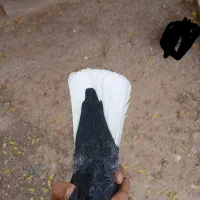 نر زاغ دم سفید