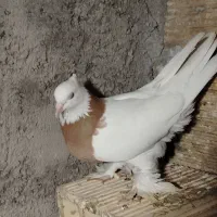 کفتر طوقی پاپر|پرنده|مبارکه, |دیوار