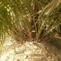 نخل برخی یا پاجوش