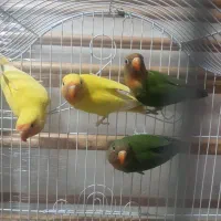 جوجه گرینچیر عروس هلندی ماده برزیلی. قناری|پرنده|تهران, شمشیری|دیوار