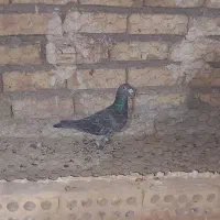 هوایی|پرنده|تربت جام, میان جام|دیوار