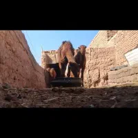 4نفرشترهاشی ماده 4نفرشترهاشی4نفرشترهاش