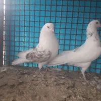 باسلام ب همه عشق بازها|پرنده|خمینی‌شهر, |دیوار