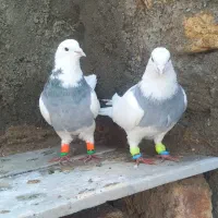 کفتر طوق آبی