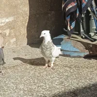 طوقی شازده آجری|پرنده|شیراز, شهرک رضوان|دیوار