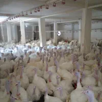 بوقلمون در جاده کرمانشاه درقلعه نرسیده به کامیاران|حیوانات مزرعه|کرمانشاه, |دیوار