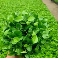 سبزه نارنج با کیفیت