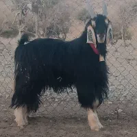 یک راس دبر ترکی اصل روزگاری. همه چی تموم.