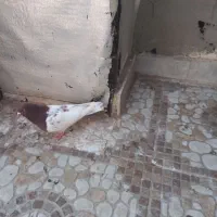 کبوتر هوایی