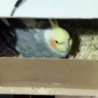 عروس هلندی مولد|پرنده|آبدانان, |دیوار