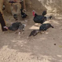 خروس مرغ بوقلمون اردک نر|حیوانات مزرعه|بشاریات, |دیوار