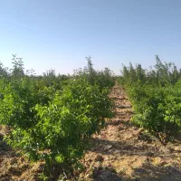 فروش-باغ-و-باغچه-500-متری-در-سهیلیه-نگهبانی