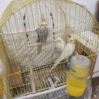 عروس هلندی حراج شد