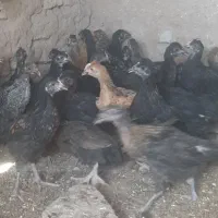 جوجه مرغ و خروس