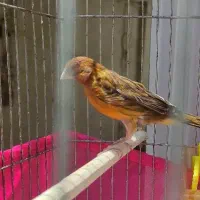 قناری و سهره