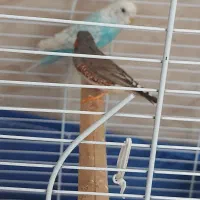 پرنده|پرنده|ابهر, |دیوار