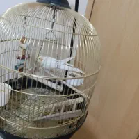 عروس هلندی لوتینو سخنگو با قفس|پرنده|سقز, |دیوار