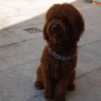 پودل نر اورجینال استاندارد|سگ|شیراز, شهرک مفتح|دیوار