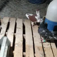 دوتا کبوتر