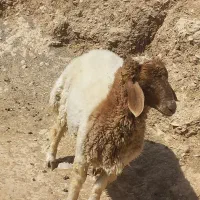 برهنر|حیوانات مزرعه|سیوان, |دیوار