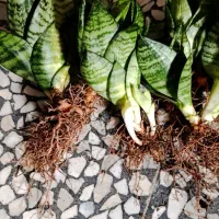 گل سانسو ریای پا کوتا