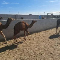 هاشی نر و ماده|حیوانات مزرعه|بافق, |دیوار