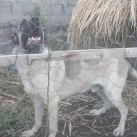 سگ نگهبان|سگ|اردبیل, |دیوار